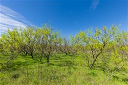 Hackberry Fields Tract 22