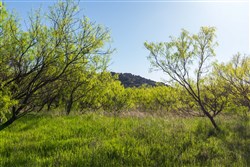 Hackberry Fields Tract 26