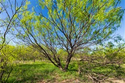 Hackberry Fields Tract 26