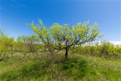 Hackberry Fields Tract 3