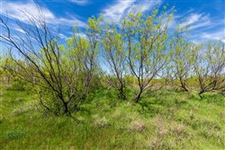Hackberry Fields Tract 3