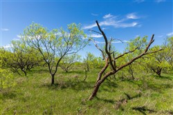 Hackberry Fields Tract 6