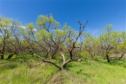 Hackberry Fields Tract 6
