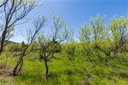 Hackberry Fields Tract 6