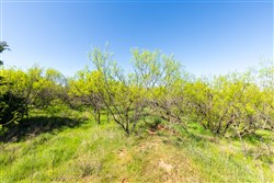 Hackberry Fields Tract 7