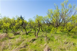 Hackberry Fields Tract 7