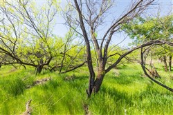 Hackberry Fields Tract 8