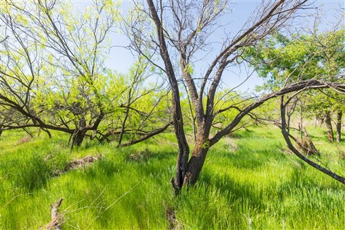 Hackberry Fields Tract 8
