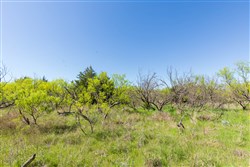 Hackberry Fields Tract 8