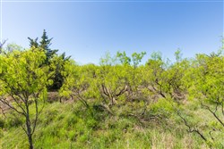 Hackberry Fields Tract 8