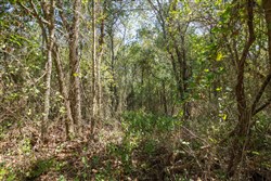 Stonebridge Tract 19