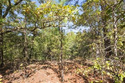 Stonebridge Tract 20