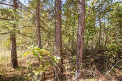 Stonebridge Tract 26