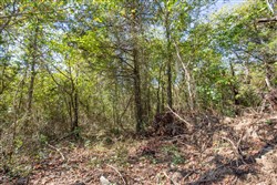 Stone Bridge Phase I Tract 29