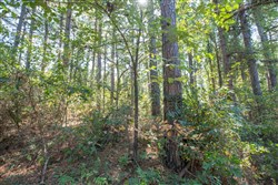 Stone Bridge Phase I Tract 4