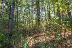 Stone Bridge Phase I Tract 4