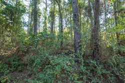 Stone Bridge Phase I Tract 4