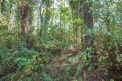 Stone Bridge Phase I Tract 4