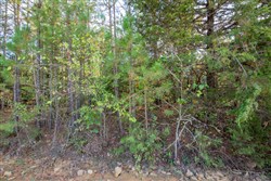 Stonebridge Tract 43