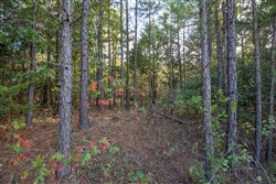 Stonebridge Tract 43