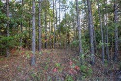 Stonebridge Tract 43