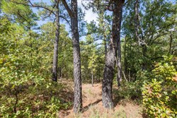 Stonebridge Tract 53