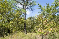 Stonebridge Tract 53