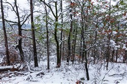 property photo for Stone Bridge Phase IV Tract 221, 6.44 acres for sale in LatimerHaskell County, Oklahoma