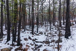 Stone Bridge Phase IV Tract 231