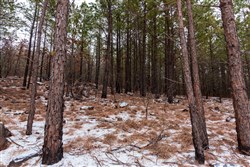Stone Bridge Phase IV Tract 236