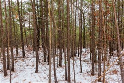 Stone Bridge Phase IV Tract 250