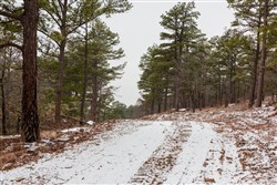 Stone Bridge Phase IV Tract 258