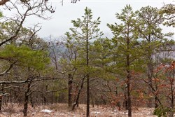 Stone Bridge Phase IV Tract 258