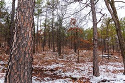 Stone Bridge Phase IV Tract 265