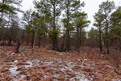 Stone Bridge Phase IV Tract 265