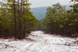 Stone Bridge Phase IV Tract 275