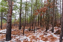 Stone Bridge Phase IV Tract 275