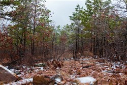 Stone Bridge Phase IV Tract 275