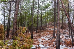 Stone Bridge Phase IV Tract 275