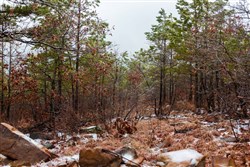 Stone Bridge Phase IV Tract 275