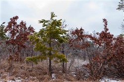 Stone Bridge Phase IV Tract 276