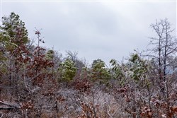 Stone Bridge Phase IV Tract 276