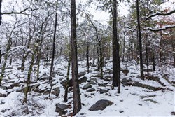 Stone Bridge Phase IV Tract 299