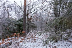 Stone Bridge Phase IV Tract 317