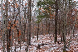 Stone Bridge Phase IV Tract 324