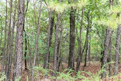 property photo for Stone Bridge Phase V Tract 330, 15.07 acres for sale in LatimerHaskell County, Oklahoma