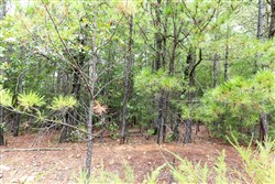 property photo for Stone Bridge Phase V Tract 331, 15.07 acres for sale in LatimerHaskell County, Oklahoma