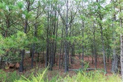 property photo for Stone Bridge Phase V Tract 337, 12.01 acres for sale in LatimerHaskell County, Oklahoma