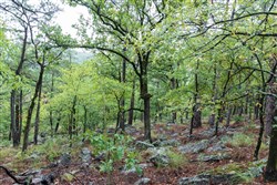 property photo for Stone Bridge Phase V Tract 339, 11.96 acres for sale in LatimerHaskell County, Oklahoma