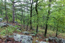 property photo for Stone Bridge Phase V Tract 339, 11.96 acres for sale in LatimerHaskell County, Oklahoma